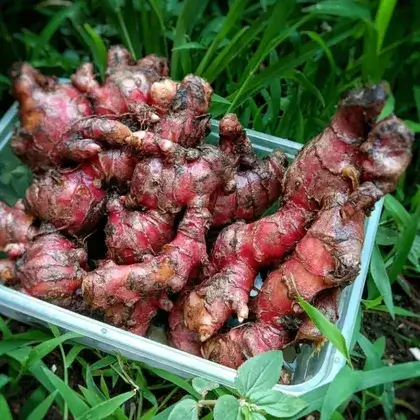 Jahe Merah Pilihan